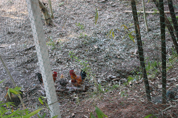 植樹節(jié)活動